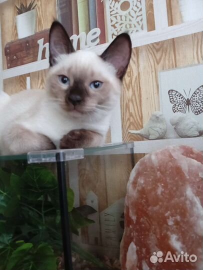 Тайские сиамские котята