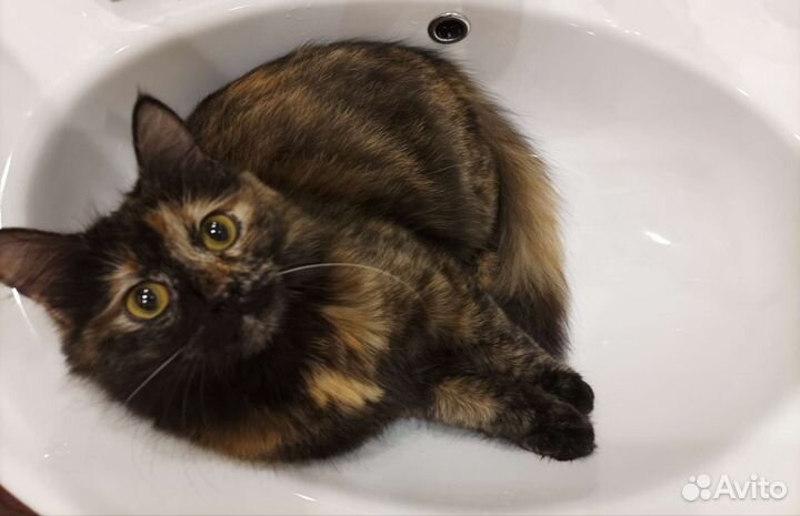 Кошка в дар