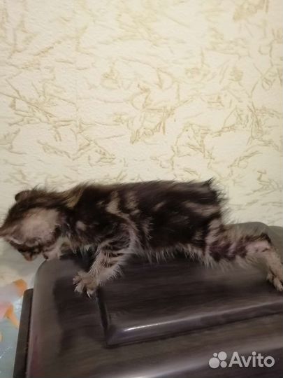 Курильский бобтейл
