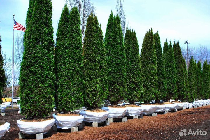 Туи премиум