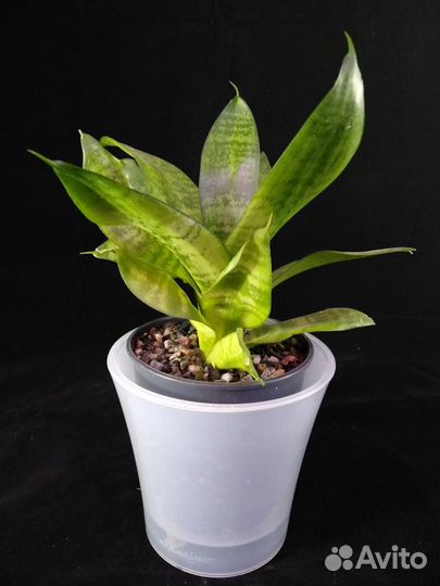 Нолина, сансевиерия и др