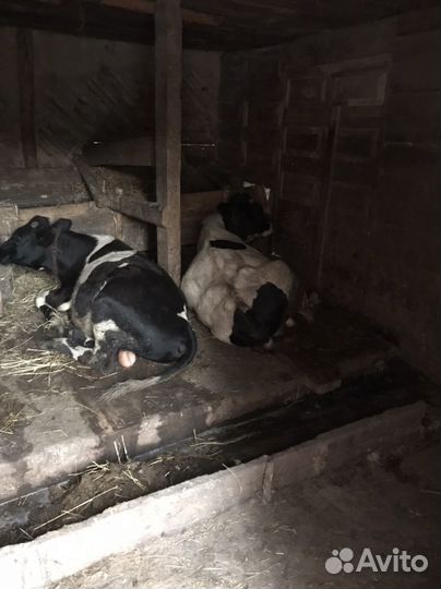 Быки на доращивание