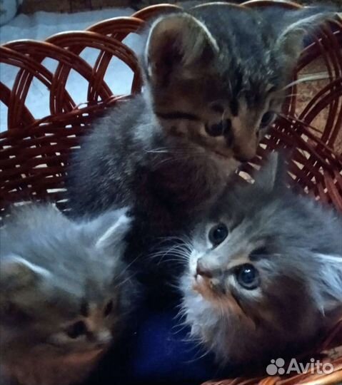 Кошки в добрые руки