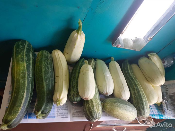Кабачки.Цукини