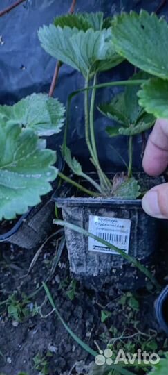 Рассада ремонтантной клубники