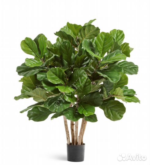Фикус Лирата (точная ботаническая копия)