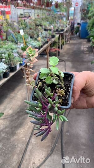 Суккуленты микс из питомника растений