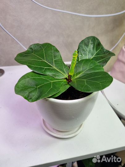 Лирата бамбино