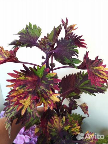 Колеусы сортовые. Разные сорта купить в Москве | Товары для дома и дачи ...