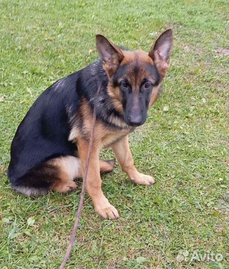 Немецкая овчарка