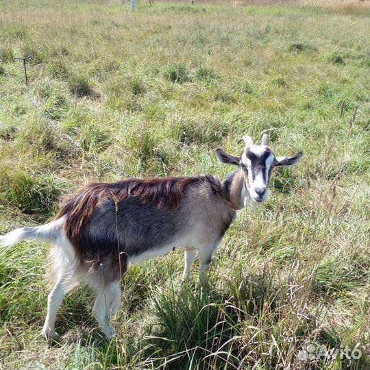 Коза, Козел