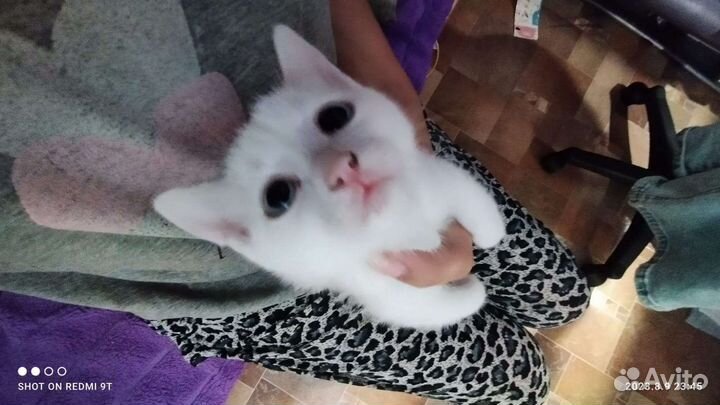 Кошка