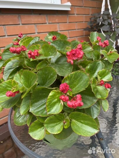 Бегония вечноцветущая махровая