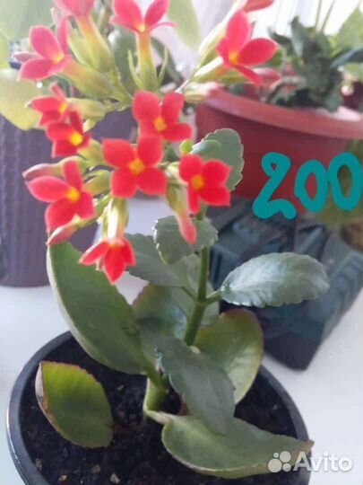 Комнатные цветы