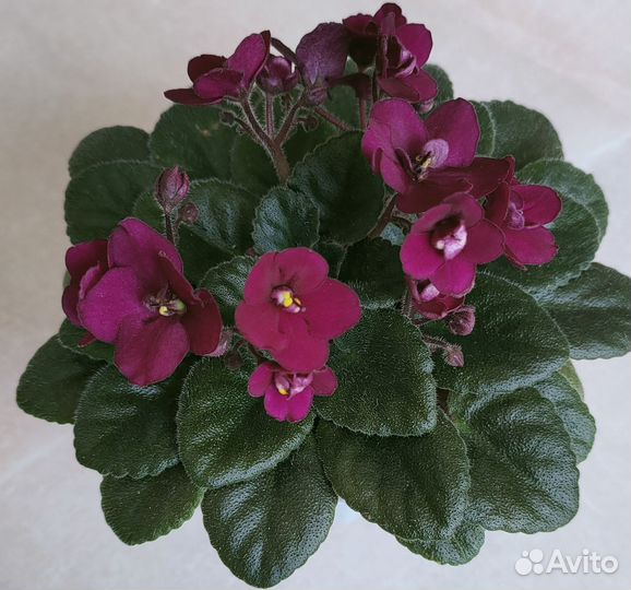 Фиалки мини, полумини, трейлеры