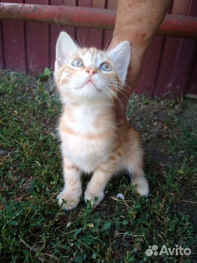 Рыжий котенок мальчик