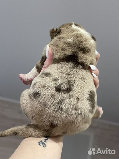 Щенки американского булли