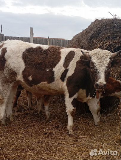 Быки на мясо