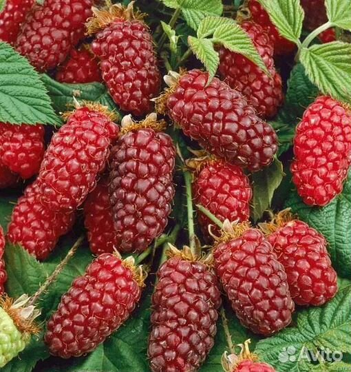 Ежемалина Логанберри, Северные саженцы