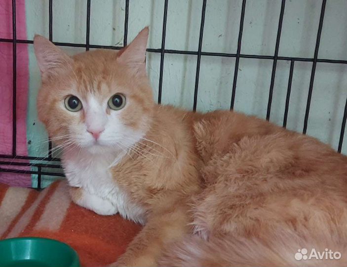 Котик ищет дом