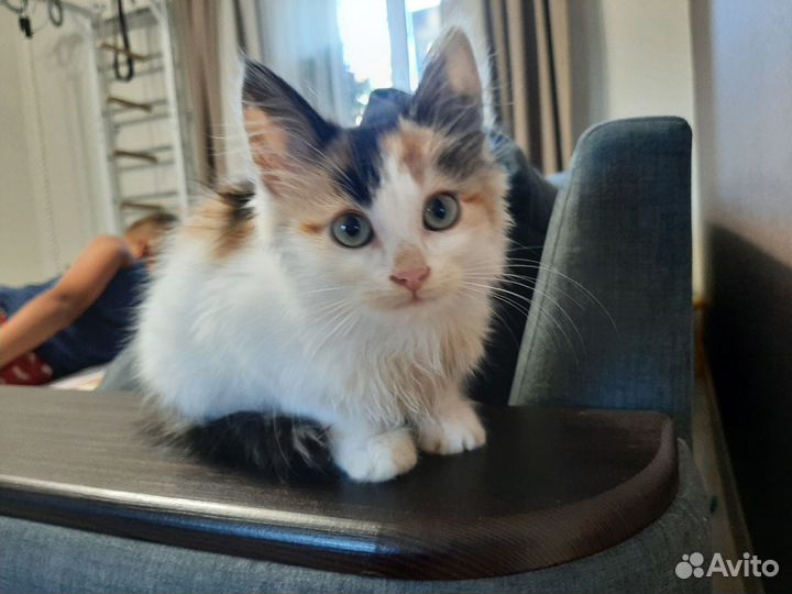 Ася котенок трехцветка