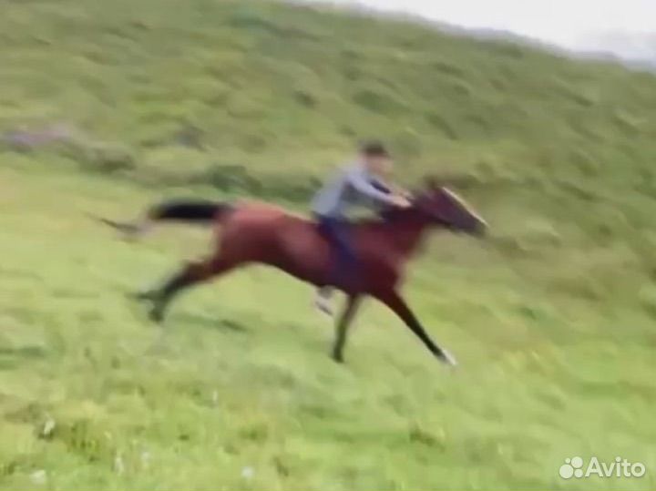 Ахалтекинский жеребец