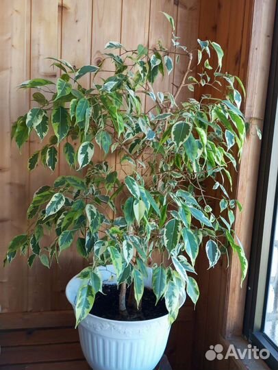 Фикус бенджамина