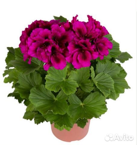 Королевская пеларгония, дипладения, лантана