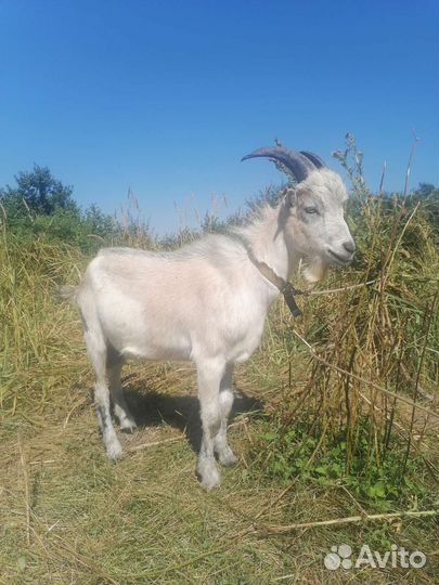 Козлики нубийский и ламанча
