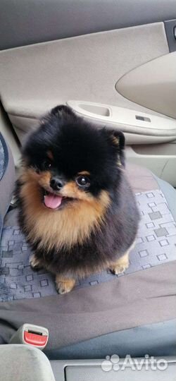 Шпиц, вязка