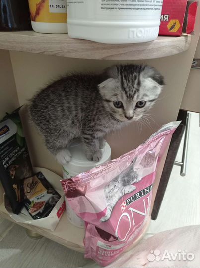 Шотландский вислоухий котёнок