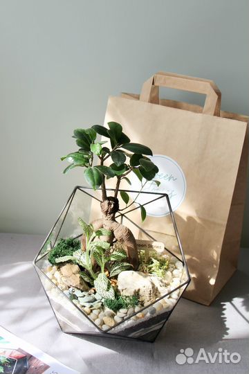 Флорариум Икосаэдр с бонсай