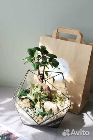 Флорариум Икосаэдр с бонсай