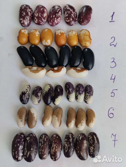 Сортовые семена