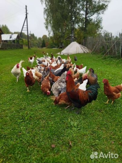 Куры несушки