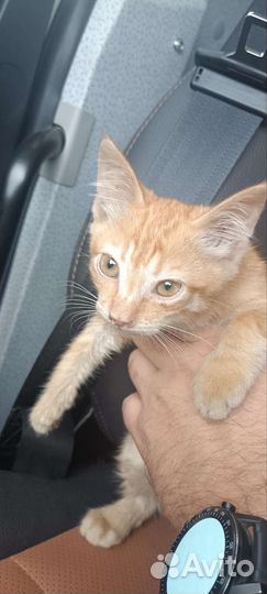 Котята ищут дом