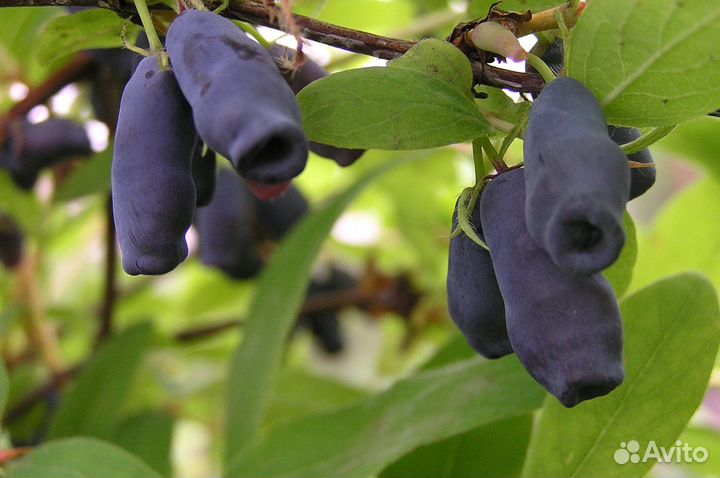 Саженцы жимолости 2-х летка с доставкой