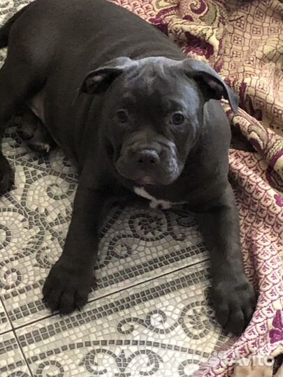 Американский булли щенки