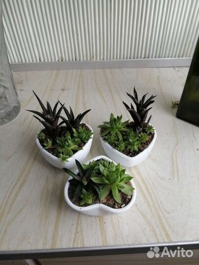 Суккуленты микс