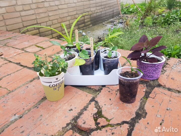 Комнатные цветы