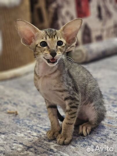 Ориентальные котята