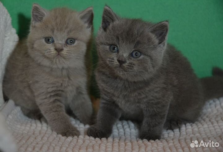 Британские. Лиловый и голубой