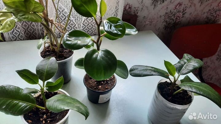 Фикус и пеперомия туполистная