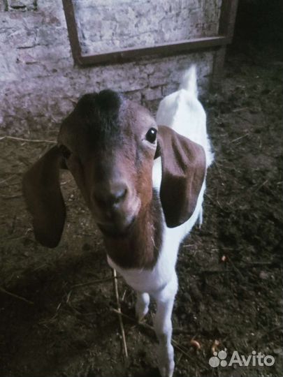 Бараны, козы