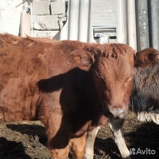 Тёлочки подсосные