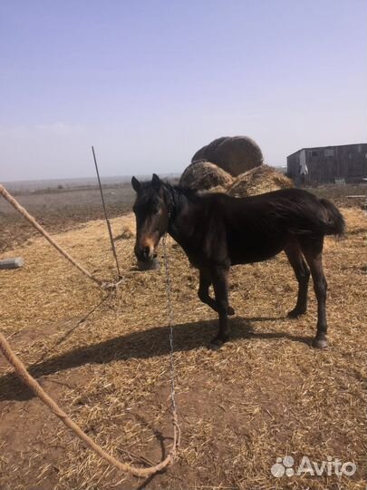 Продаю коня