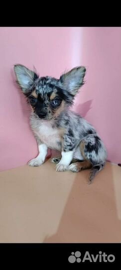 Чихуахуа девочка с искоркой