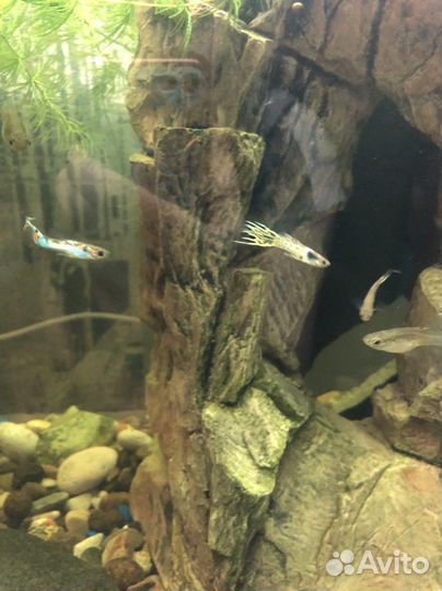 Аквариум 200 л; коряга; креветки; домик для сомика