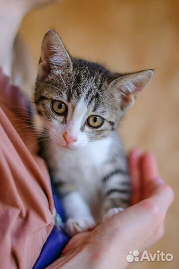 Маленький кошачий ребенок в приюте Некрасовка