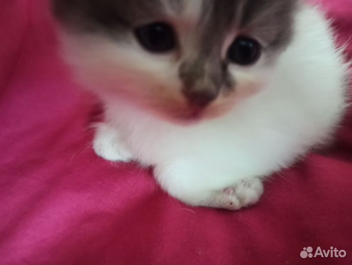 Котята в добрые руки